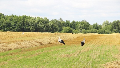 Убирать хлеб без вреда для животных призывают специалисты из Микашевичей
