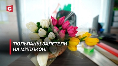 Сколько стоит запустить бизнес по выращиванию тюльпанов? Повышения цен не будет?