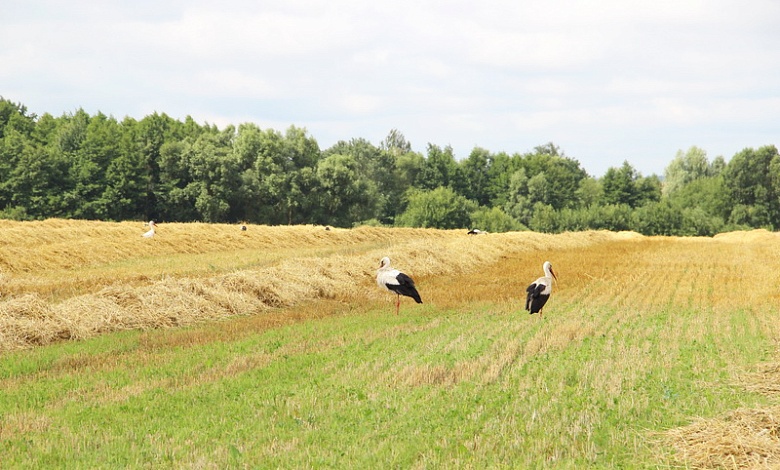 Убирать хлеб без вреда для животных призывают специалисты из Микашевичей