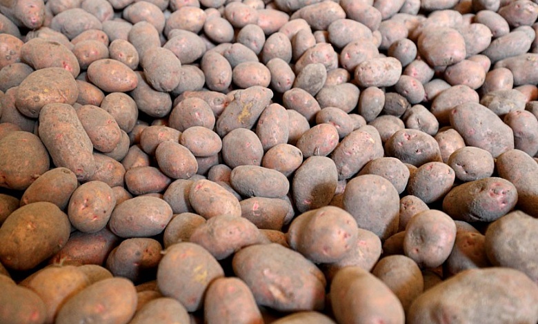 Наличие картофеля в стабфондах проверяют в Беларуси. Есть нарушения