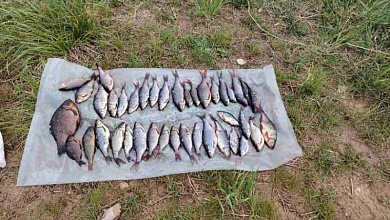 Наловил рыбы на 6,3 тыс. рублей и уголовное дело житель Брестской области