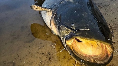 Устанавливается запрет на лов сома обыкновенного в Беларуси