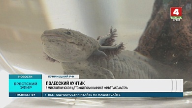 Полесский Лунтик поселился в Микашевичах