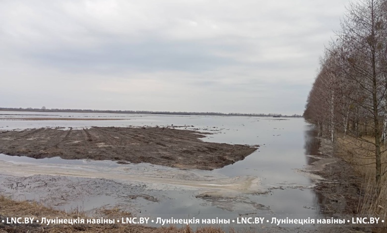 На реке Припять прорвало старую дамбу - постарались бобры. Никакой угрозы нет