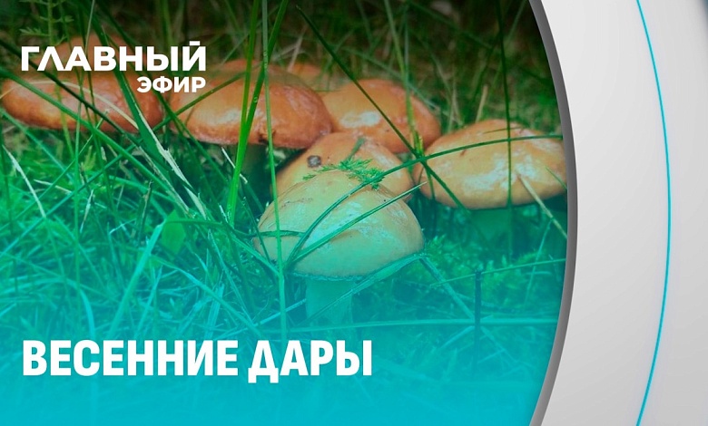 Подарок природы: раньше обычного начался грибной сезон в Беларуси 