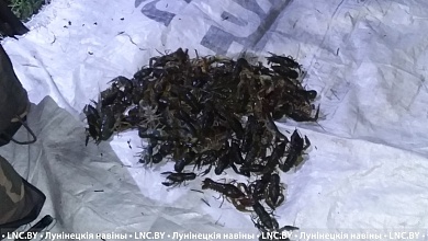 В Лунинце браконьеры ответили за раков в суде 