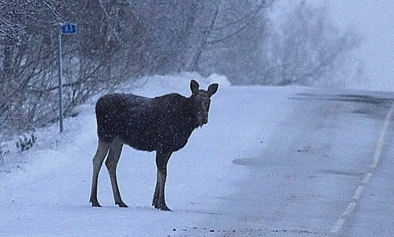 В 2025 году в Лунинецком районе случилось 83 ДТП с участием диких животных