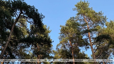 Ограничения на посещение лесов действуют в 36 районах Беларуси. Лунинецкий - в их числе