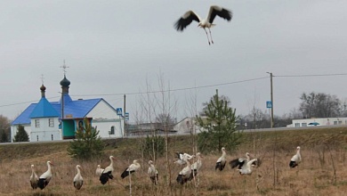 ФОТОФАКТ: Аисты на Полесье | Наш общий дом