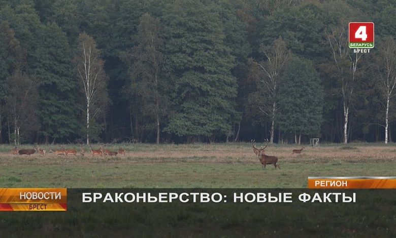  Одна охота — три уголовных дела в Ганцевичском районе