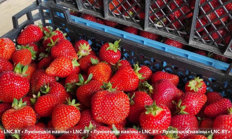 Клубника заканчивается, голубика – начинается. Какая цена в Лунинецком районе?