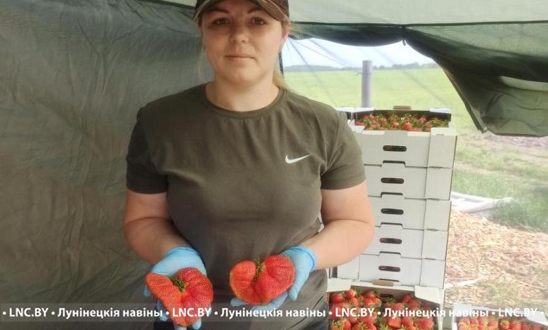 Клубника размером с яблоко! Ягоды весом почти в 200 грамм выросли в Лунинецком районе