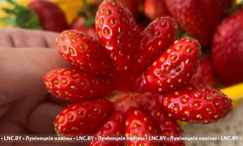 Ягоды клубники весом более 100 грамм выращивают в Дворце Лунинецкого района 
