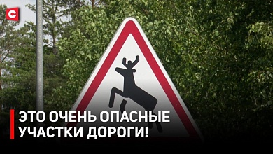 ЗВЕРИ НА ДОРОГАХ! Почему дикие животные начали чаще выбегать на проезжие части?