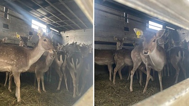 Более 630 ланей вселено в охотугодья БООР за четыре года