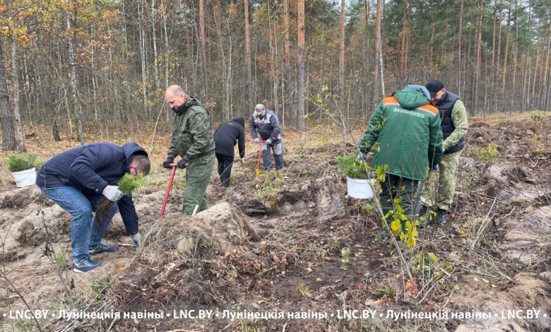 К акции «Дай лесу новае жыццё!» присоединился Лунинецкий райисполком
