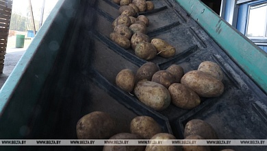 Картофеля с запасом, а урожай яблок не очень! // Брестская област