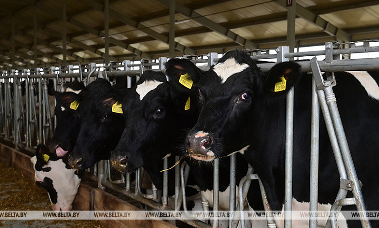 Брестская область преодолела рубеж по удою молока на одну корову в 7 тыс. кг