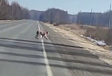 Рыси бегают по дорогам в Лунинецком районе