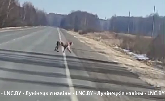 Рыси бегают по дорогам в Лунинецком районе