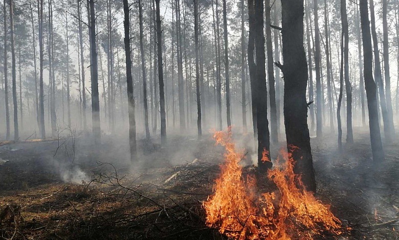 За последние сутки более 420 работников МЧС и 170 единиц техники тушили пожары в экосистемах Брестской области