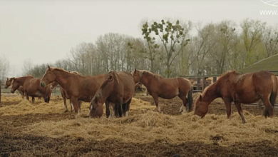  Витас – не певец, а жеребец! / Где Президент покупал коня? / Русские тяжеловозы покоряют Беларусь!