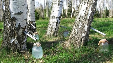 Минлесхоз: белорусы могут заниматься самозаготовкой березового сока 