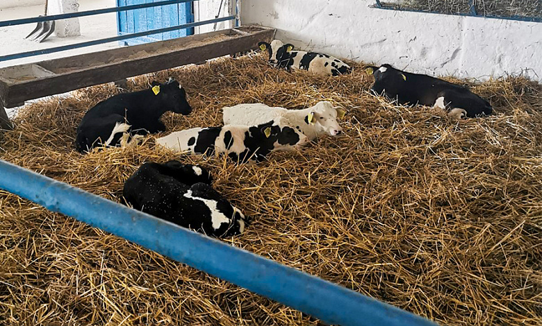 В Лунинецком районе на ферме подменяли бирки на новорожденных и павших телятах