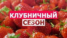 Клубника: за каждой ягодкой скрывается невероятная история, которую обычный покупатель никогда не узнает