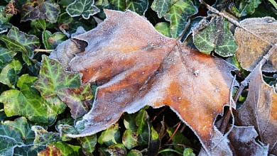 Заморозки! В Беларуси объявлено штормовое предупреждение на 25-26 сентября