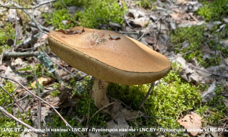 На ужин - жареные лисички! Грибной сезон на Брестчине продолжается