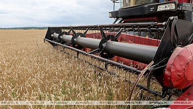 Брестская область намолотила более 2 млн тонн зерна с учетом рапса и кукурузы