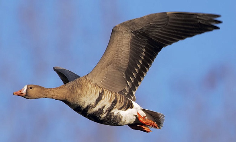 Красавец гусь - пискулька! | Рассказываем на каких птиц запрещено охотиться в Беларуси