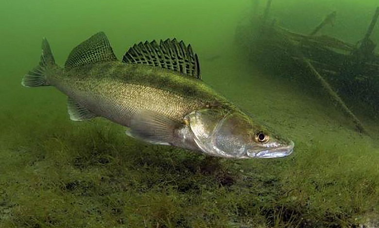 В Беларуси устанавливается запрет на лов судака