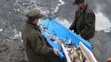 Зарыбление водоемов ведется в Беларуси. Посмотреть где
