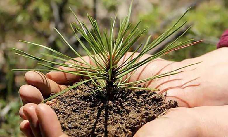 В Беларуси стартовала акция по восстановлению лесов