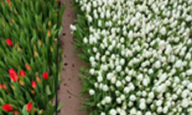 Тысячи тюльпанов выращивают в Лунинецком районе