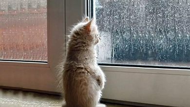 Cильные осадки и туман! Оранжевый уровень объявлен в Беларуси 26 ноября