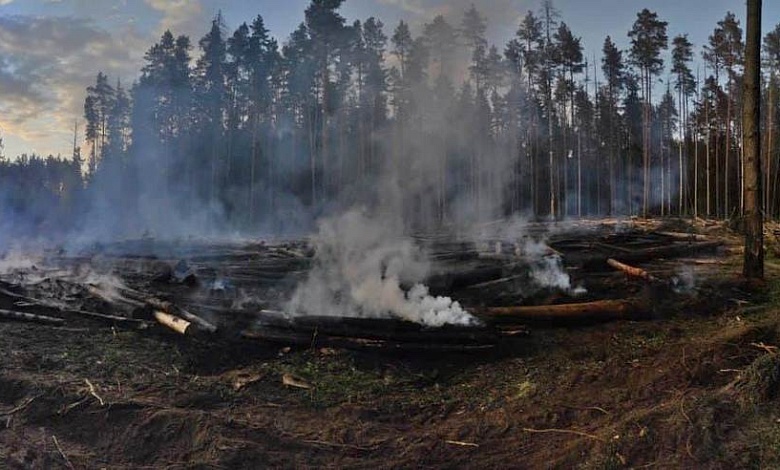 Ущерб 168 тыс. рублей! Из-за брошенной сигареты горел лес. Подозреваемый - помощник вальщика 