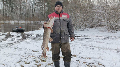 Фотофакт: щуку весом 7 кг. выловил рыбак из г. Микашевичи