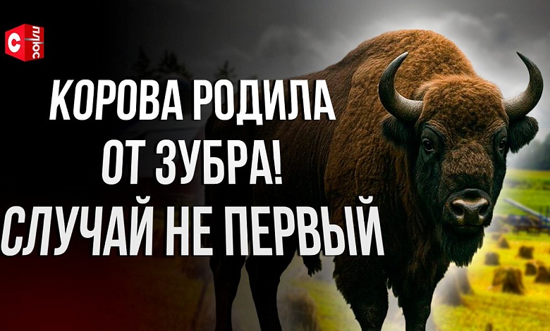 Корова РОДИЛА ОТ ЗУБРА! ЧП или чудо? | Необычная история любви в Беларуси | Знаменитый телёнок