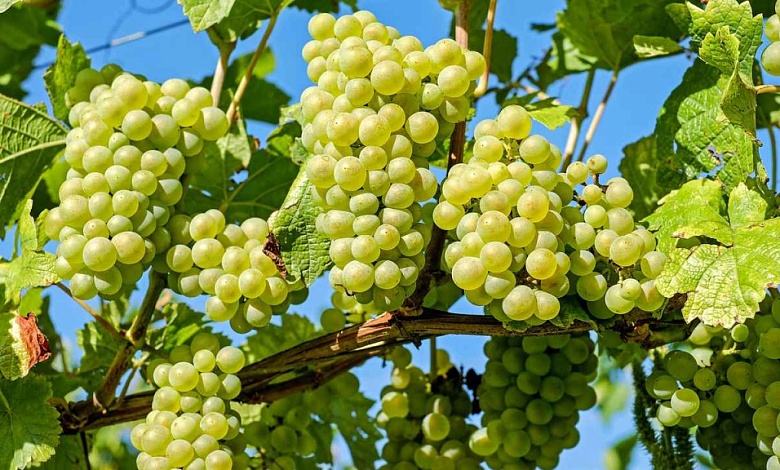 Коты СПАСАЮТ урожай винограда! / Какие сорта подойдут для Беларуси? 