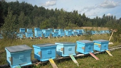 ПЧЕЛОВОДЫ! Начинаются работы по химической защите растений в Лунинецком районе!