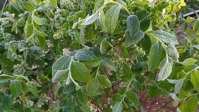 Заморозки не отпускают! Штормовое предупреждение объявлено в Беларуси на 10 мая