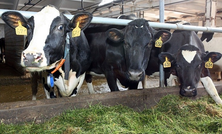 Нарушения при выращивании КРС. Прокуратура контролирует ситуацию 