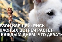 В Беларуси выявлены 2 вида клещей: что делать после укуса и как защитить питомца?