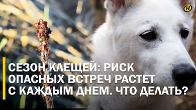 В Беларуси выявлены 2 вида клещей: что делать после укуса и как защитить питомца?