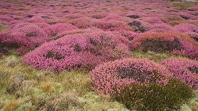 И можно варить мёд? Вереск — растение 2026 года Беларуси