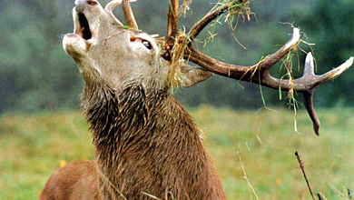 Начинается охота. В Лунинецком районе - на лосей, в Ганцевичском и Пинском еще и на оленей