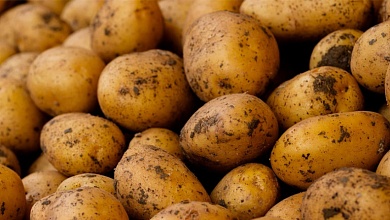 Вывоз картофеля из Беларуси теперь по разовым лицензиям